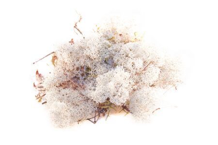 A pile of lichen, isolated on white backgroundの写真素材