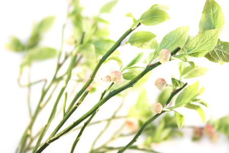 A lot of wild raw blueberries, isolated on white backgroundの写真素材