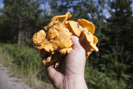 A hand full of yellow chantarelles cantharellus, in the forrestの写真素材