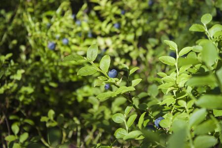 A blueberries plant, full of tasty blue blueberry, âVaccinium myrtillusの写真素材