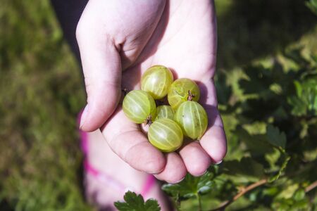 Green gooseberries on a womans handの写真素材