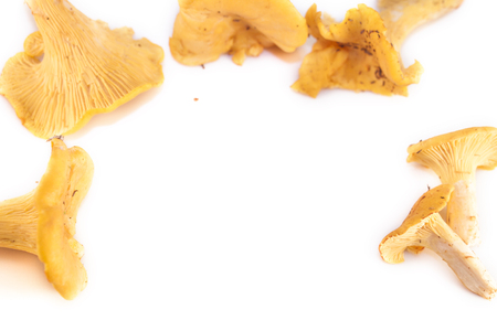 Cantharellus cibarius mushrooms, isolated on white backgroundの写真素材