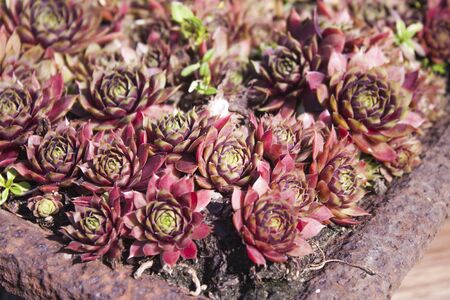 A lot of Houseleek Sempervivum tectorum flowersの写真素材