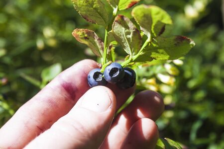 A man picking blueberries, in the forrest