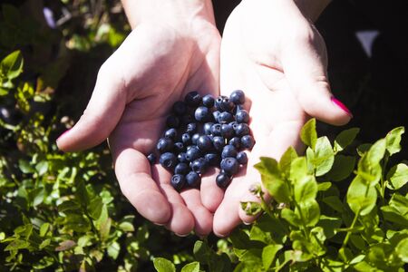 Hands full of Vaccinium myrtillus blueberry, in the forrestの写真素材