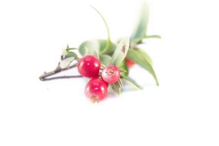 Red lingonberries, vaccinium vitis-idea and green leafs, isolated on white backgroundの写真素材