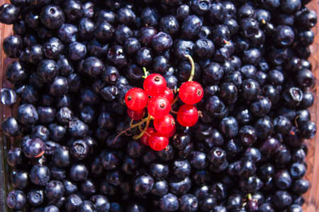 Red currant, Ribes rubrum on blueberries, Vaccinium myrtillusの写真素材
