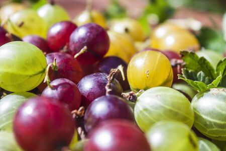 Red, green and yellow gooseberries Ribes uva-crispaの写真素材