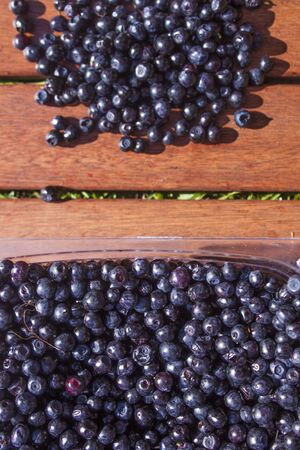 Vaccinium myrtillus finnish blueberries, hand picked in a boxの写真素材