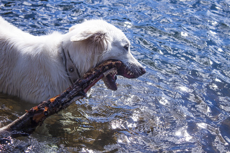 Dog biting a wooden stick, in waterの写真素材