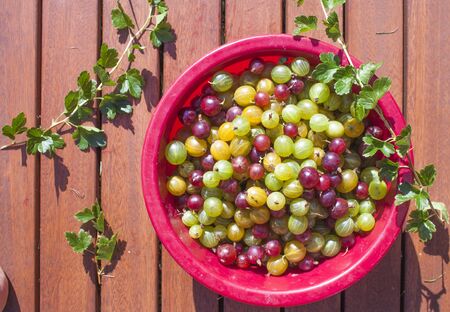 Tree different colors, red, yellow and green of gooseberries, ribes uva-crispa, in a bowl. On wooden backgroundの写真素材