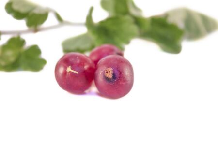 Tree red gooseberries, ribes uva-crispa, isolated on white backgroundの写真素材