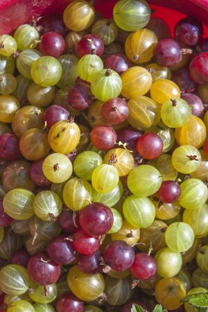 Red, yellow and green ribes uva-crispa gooseberries, in a bowlの写真素材