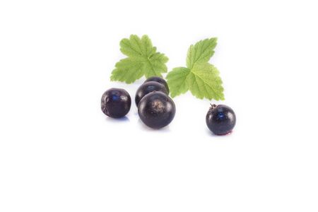 Ribes nigrum, black currants, isolated on white backgroundの写真素材