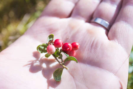 Red lingonberry, vaccinium vitis-idaea on a handの写真素材