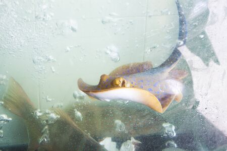 A little Stingray, Dasyatis Centroura, in a aqvarium, full of water