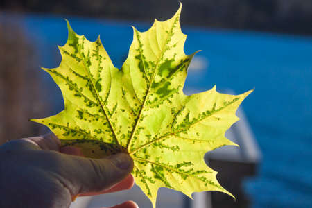 Neon green autumn leaves, on a hand, infront a fall view of a lakeの写真素材