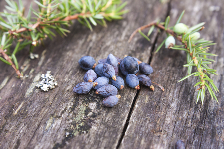 Juniper berries, Juniperus drupacea, starting to slowly dry, between juniper branches, at the forrestの写真素材