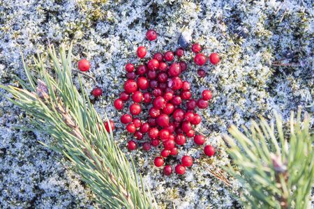 Pile of red frozen lingonberries, on frosty ground, at the forrestの写真素材