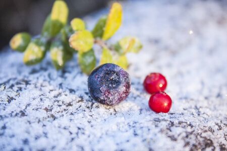 Frozen or a frosty bilberry, vaccinium myrtillus, near lingonberies, on a frosty, wooden backgroundの写真素材