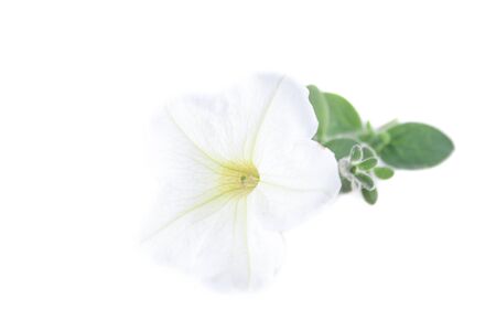 White petunia flower, isolated on white backgroundの写真素材