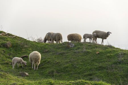 Shepherd and sheepの写真素材