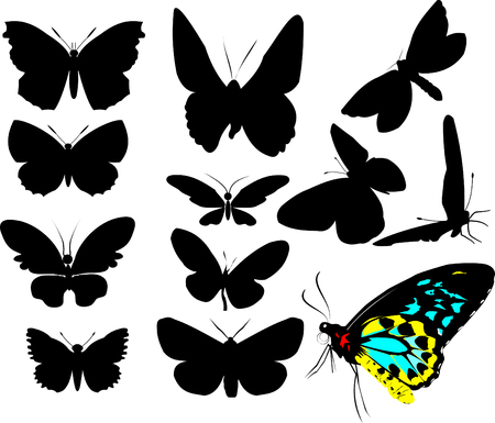 Group of beautiful butterflies on a colored background; のイラスト素材
