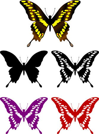 Group of beautiful butterflies on a colored background; のイラスト素材