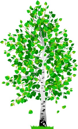 detached tree birch with leaves on a white backgroundのイラスト素材