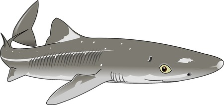 the figure shows the fish dogfish, vectorのイラスト素材