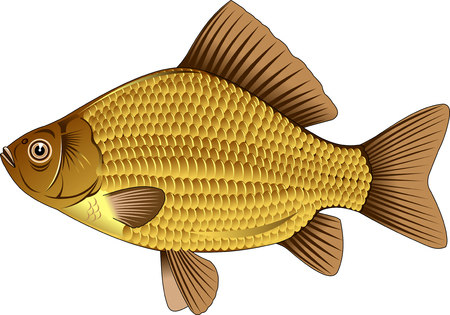gold crucian. Editable vector illustration isolated on white backgroundのイラスト素材