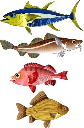 collection of commercial fish on a white background,vector and illustrationのイラスト素材