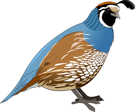 Cartoon quail. Vector illustration with simple gradientsのイラスト素材