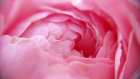 Beautiful Cluster and mild pink peony corolla floral with macro  view and blurry shot for website  design. Royalty free stock  photograph.の写真素材