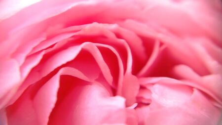 Blooming bunch and smooth magenta rose petals flower with close-up  view and defocused picture for banner web. Royalty-free stock  images.の写真素材