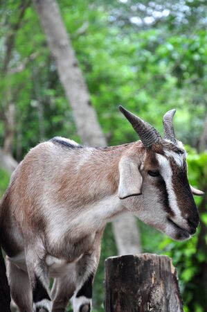 Goat の写真素材