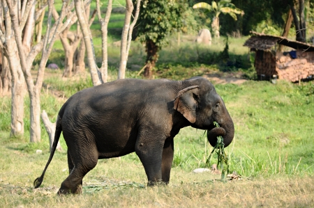 Thai Asia elephant full body eatingの写真素材