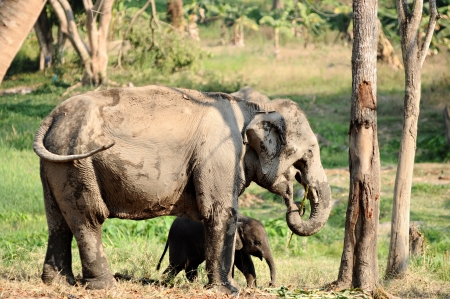 Baby Elephant and mothers trunk in Thailandの写真素材