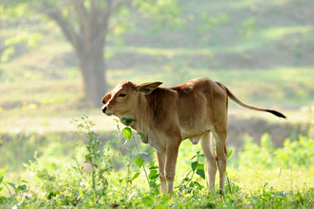 Young calf の写真素材