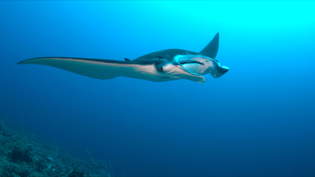 Manta ray swims on a coral reef.の写真素材