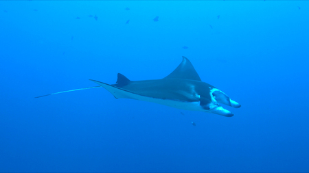 Manta ray swims on a coral reef.