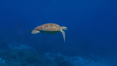 Green sea turtle in blue water.