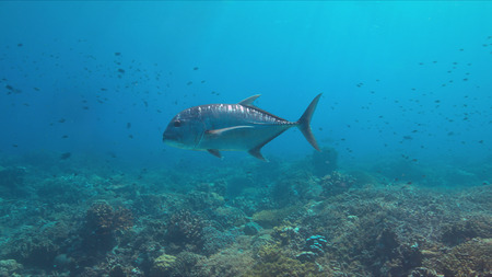 Giant Trevallies on a coral reef.