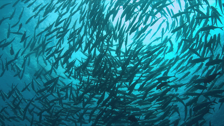 School of big-eye Trevallies on a colorful coral reef.