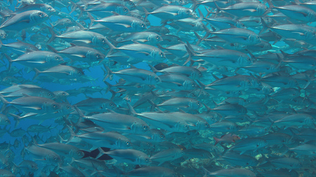 School of big-eye Trevallies on a colorful coral reef.