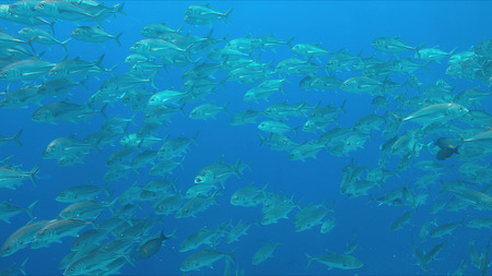 School of big-eye Trevallies on a colorful coral reef.