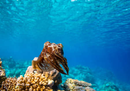 Cuttlefish on a colorful coral reef and the water surface in backgroundの写真素材