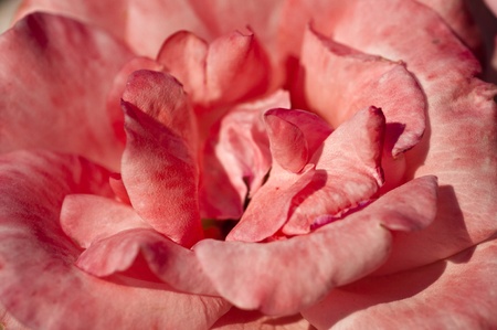 Pink Roseの写真素材