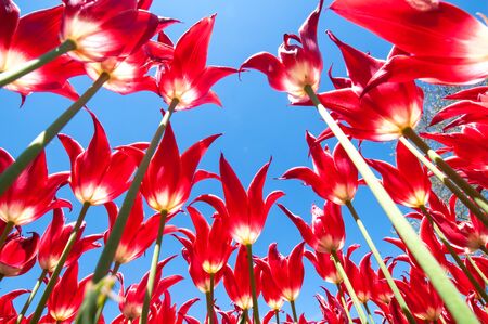 Red Tulips in the Garden の写真素材