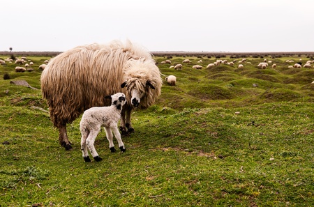 mother and lambの写真素材